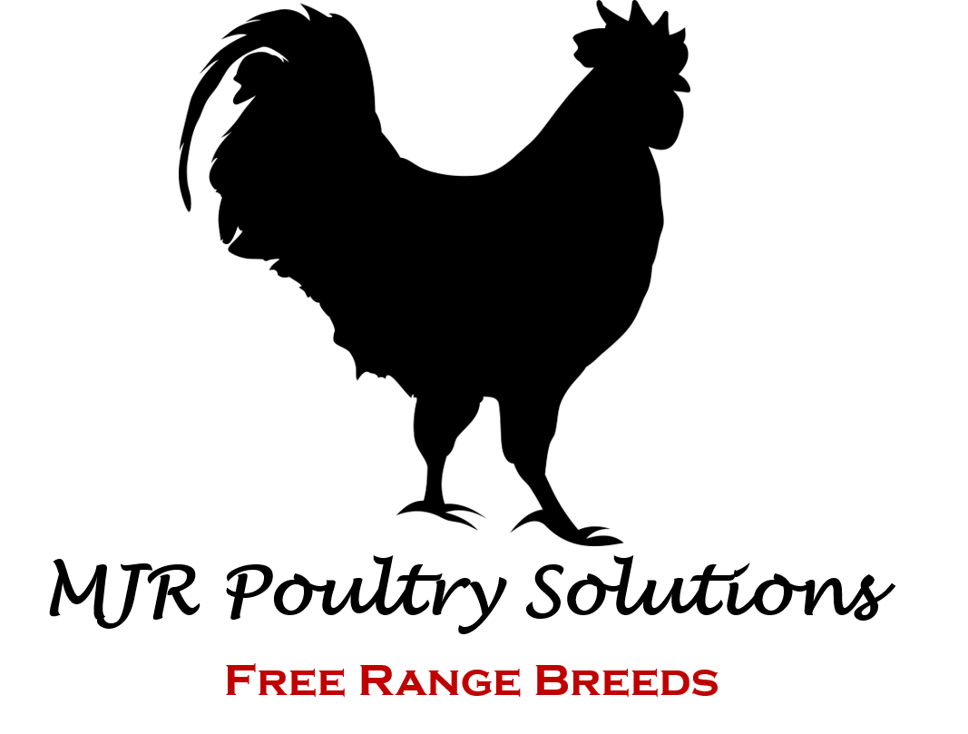 LOGO for website LOGO for website